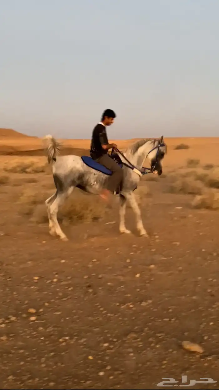 حصان شعبي شيخخ 1