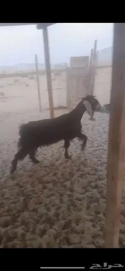عنز حليب 0