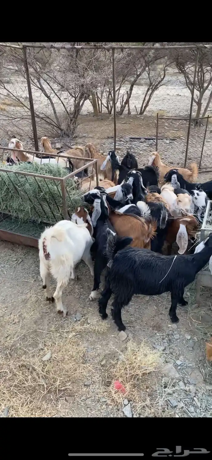 للبيع عنقان 1