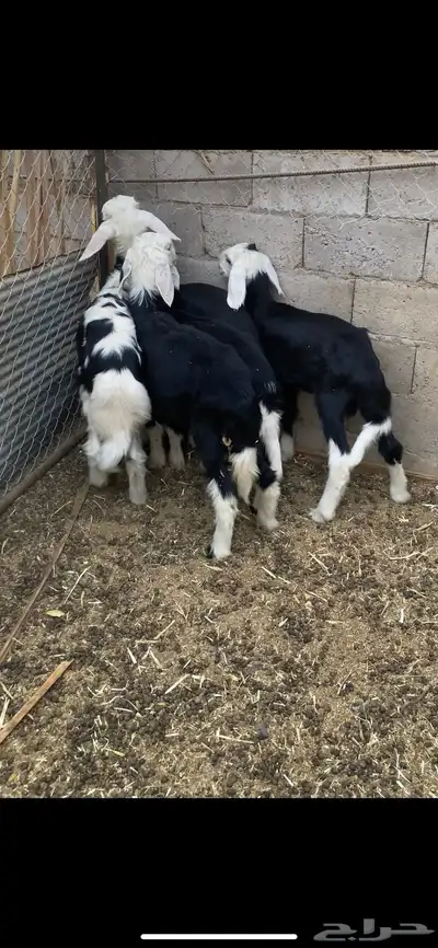 بهم 2