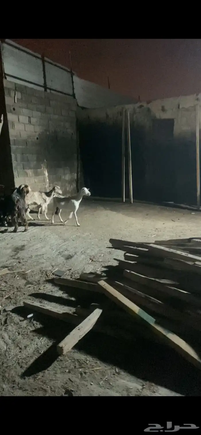 معزة للبيع 3