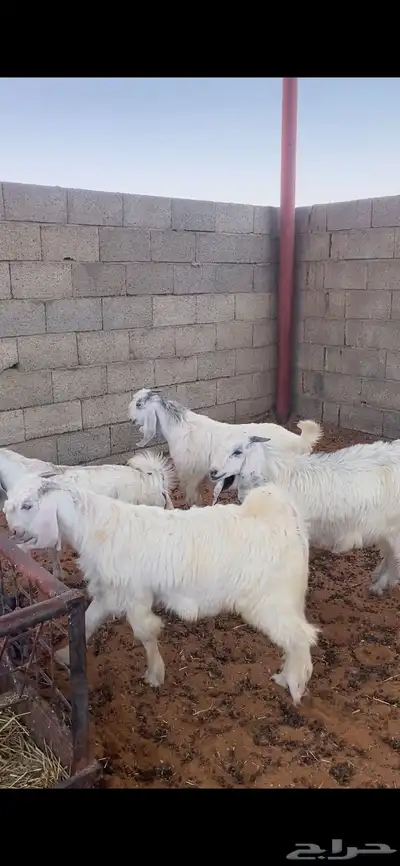 تيوس طيبه ( شحححم) 0
