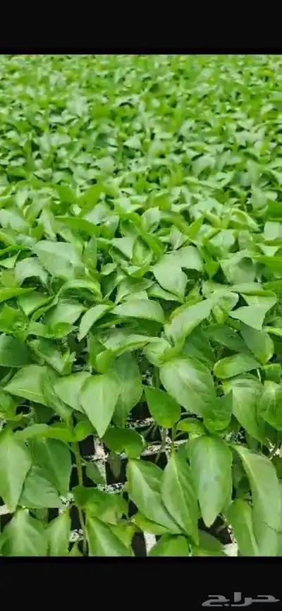 شتلات زراعيه ( محمي ومكشوف ) 4