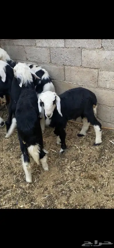 بهم 1