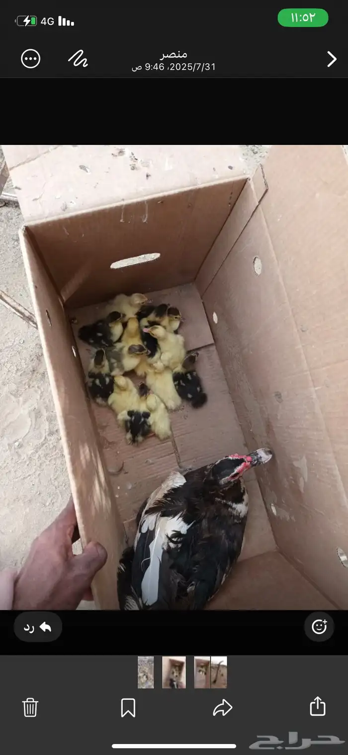 القنفدة القوز 4