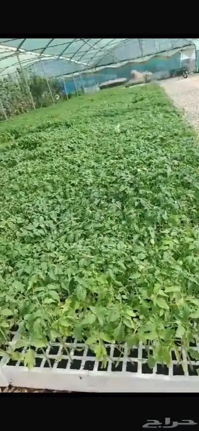 شتلات زراعيه ( محمي ومكشوف ) 1
