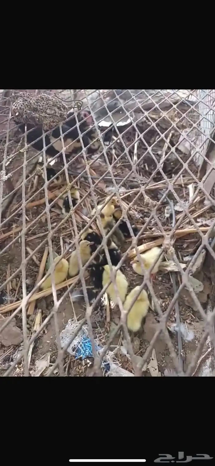 القنفدة القوز 2