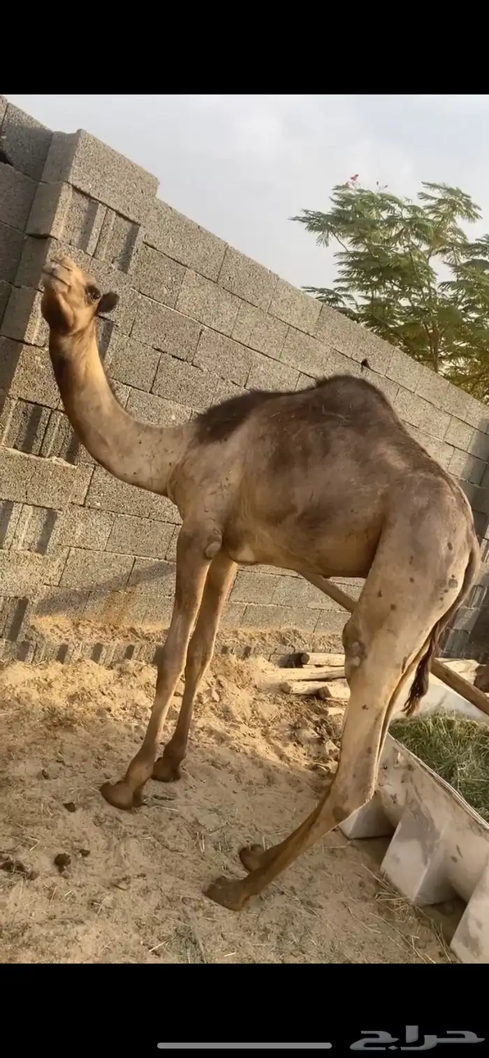 قعود طيب للبيع 0