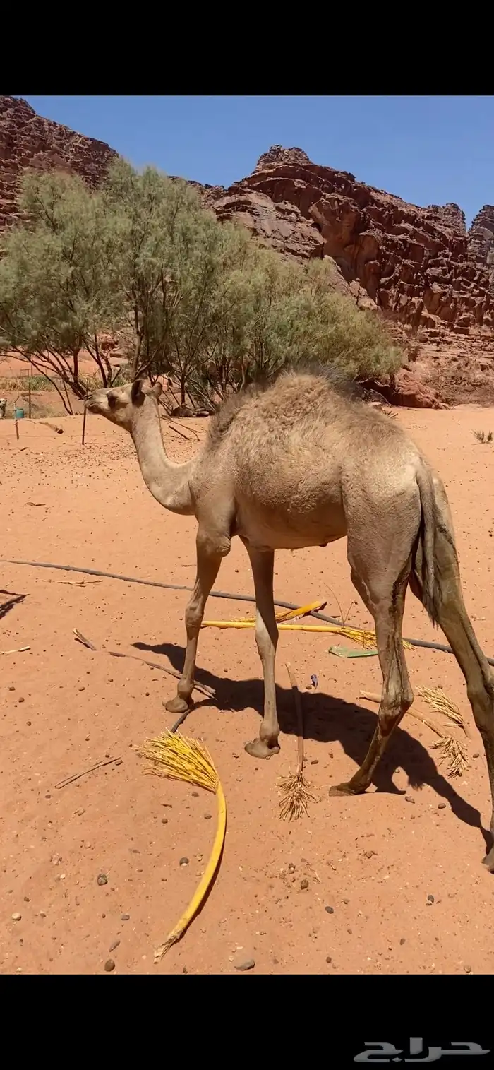 بكره فطيم للبيع 0
