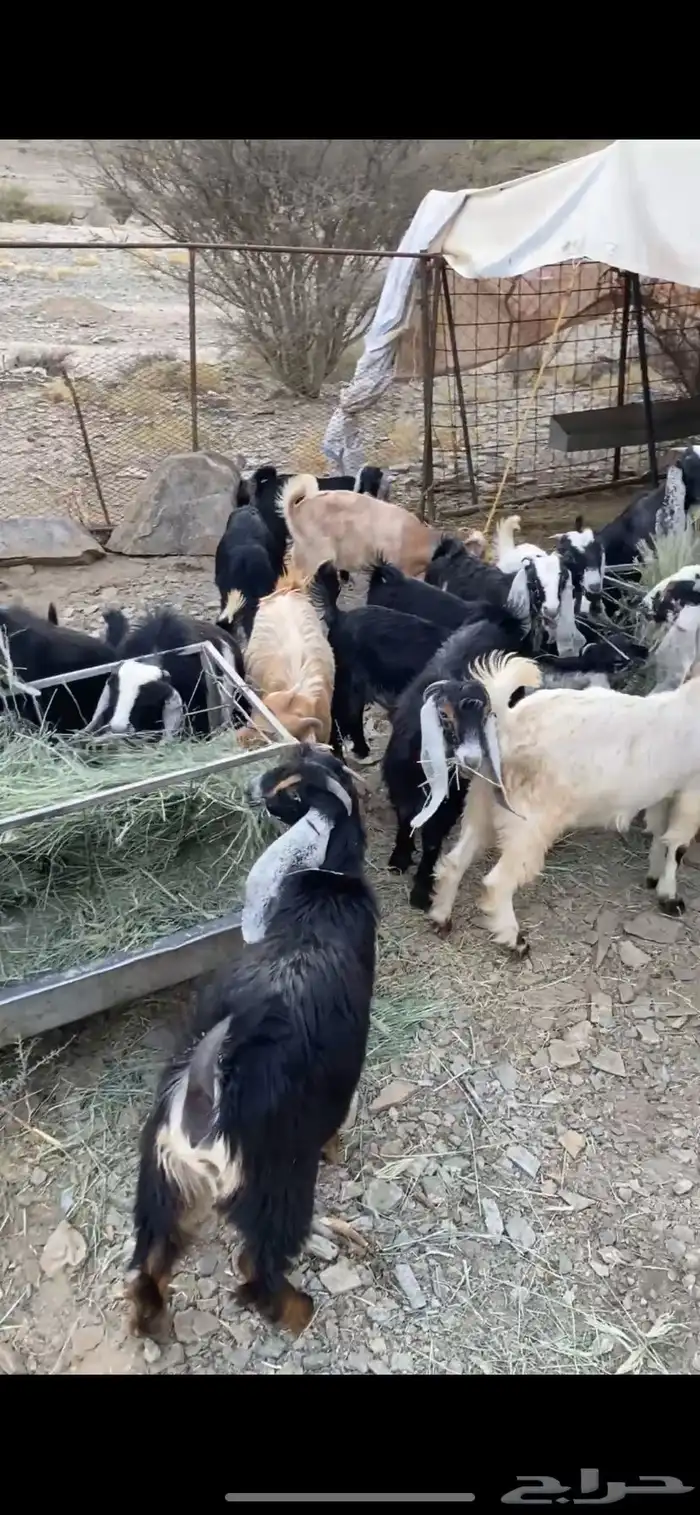 للبيع عنقان 2