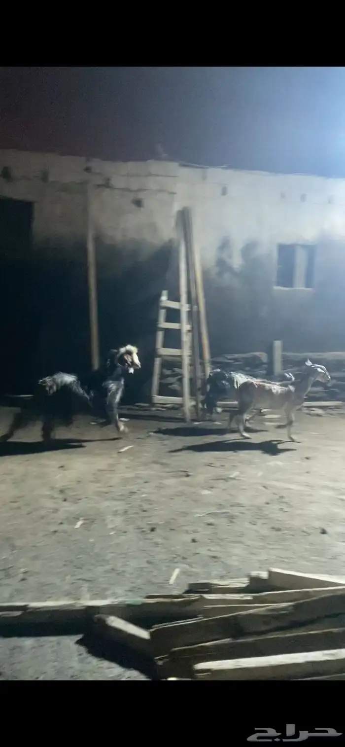 معزة للبيع 2