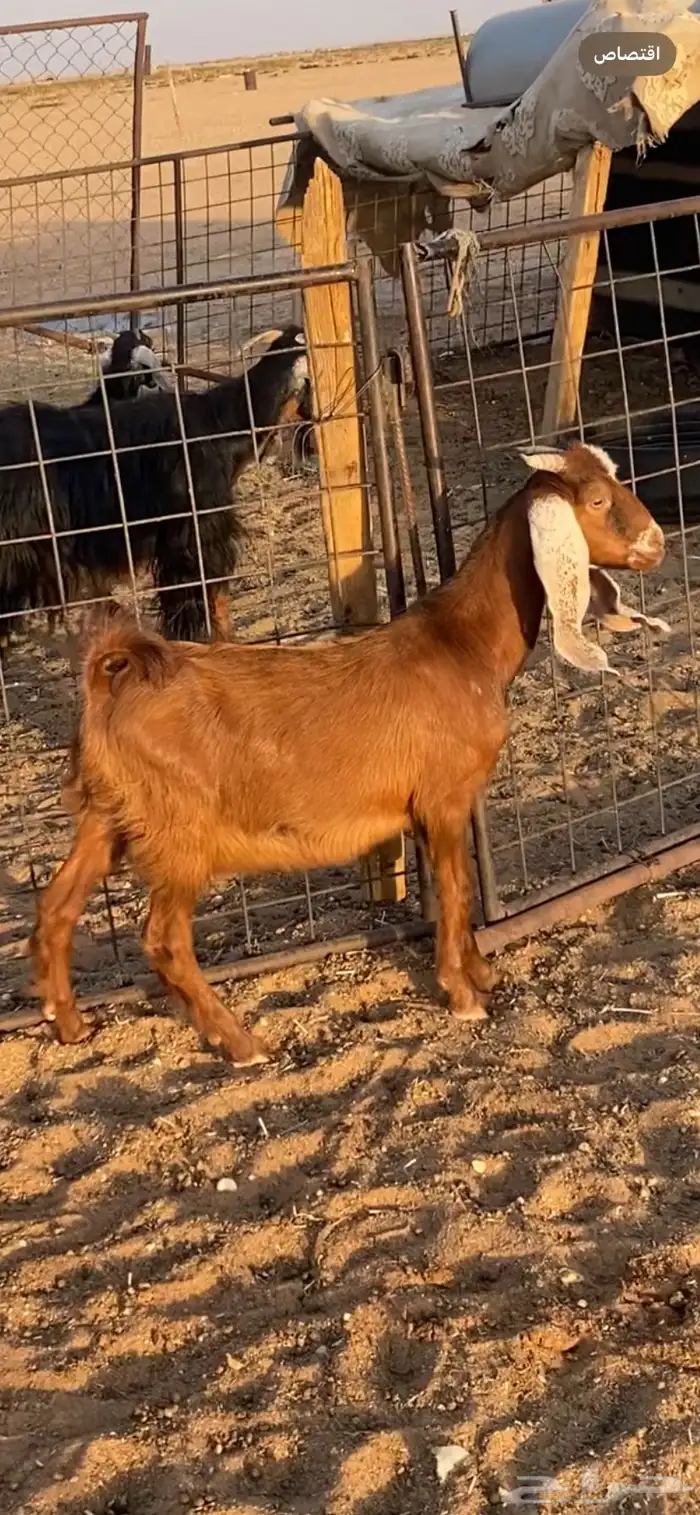 تيس للبيع 0