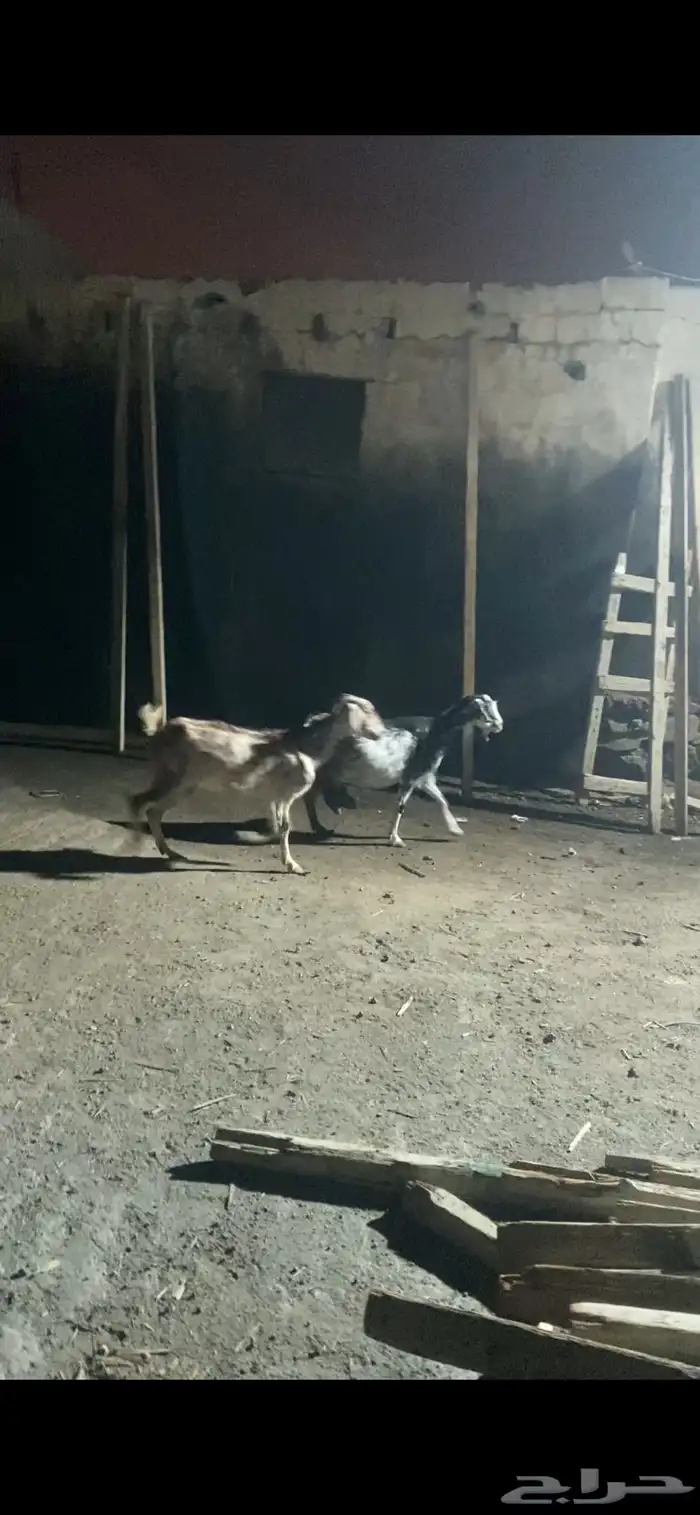 معزة للبيع 1
