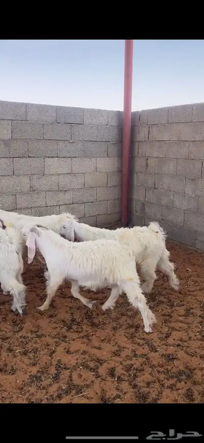 تيوس طيبه ( شحححم) 4