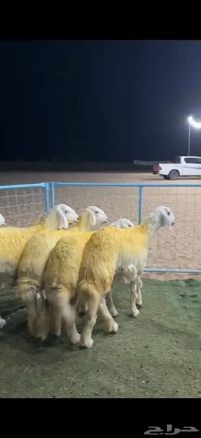 رخال حريه حرش صنف (دفيع شرط) 8