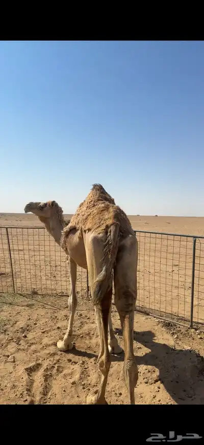 ذلول 0