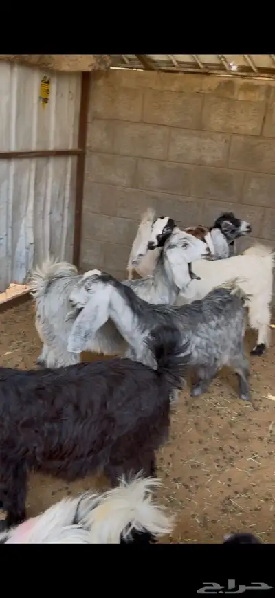 8 جفار مقنوي او ذبح 1
