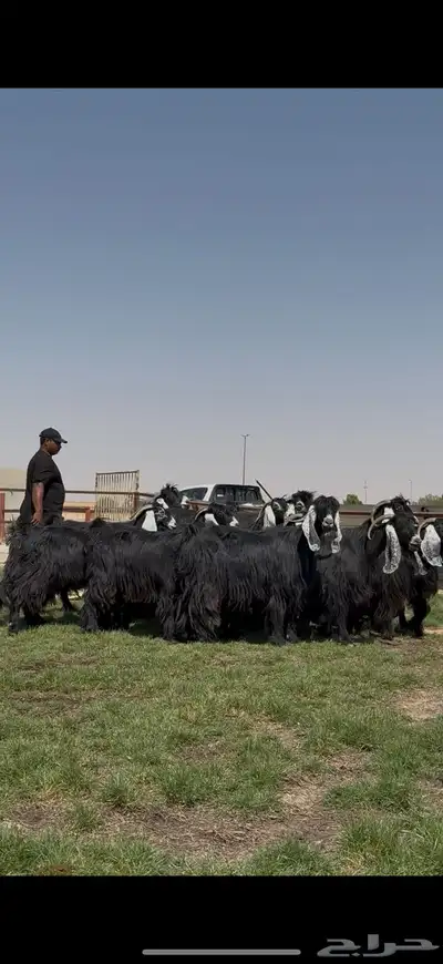 مراح عوارض فاخره 3