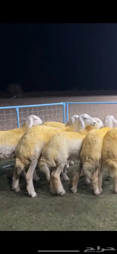 رخال حريه حرش صنف (دفيع شرط) 2