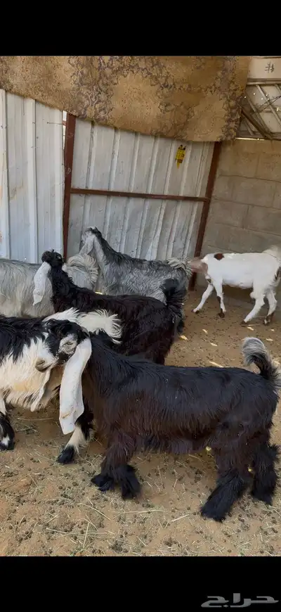 8 جفار مقنوي او ذبح 0