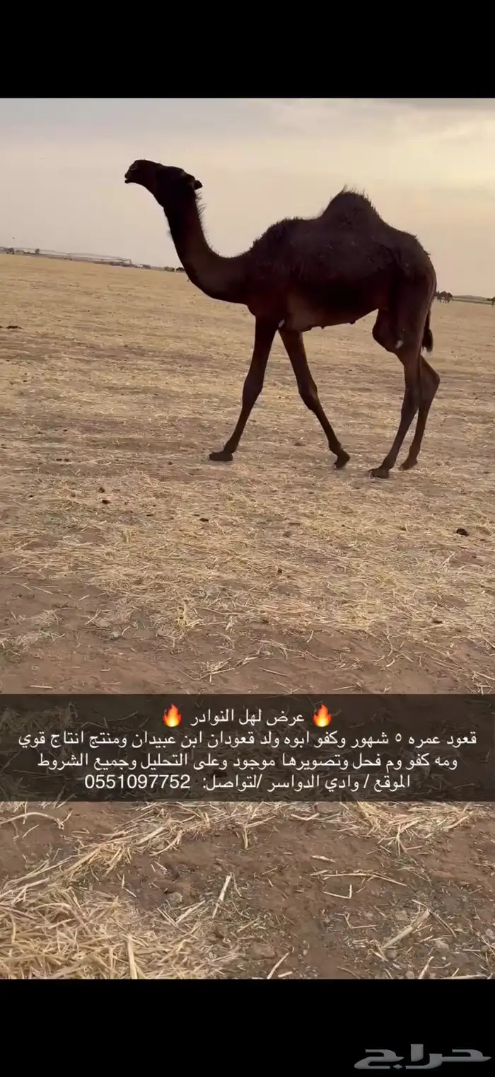 قعود حوار كففو 0
