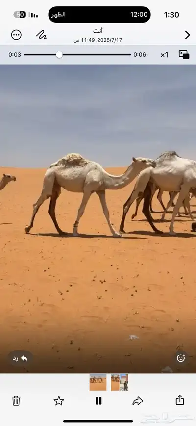 قعود للبيع 0