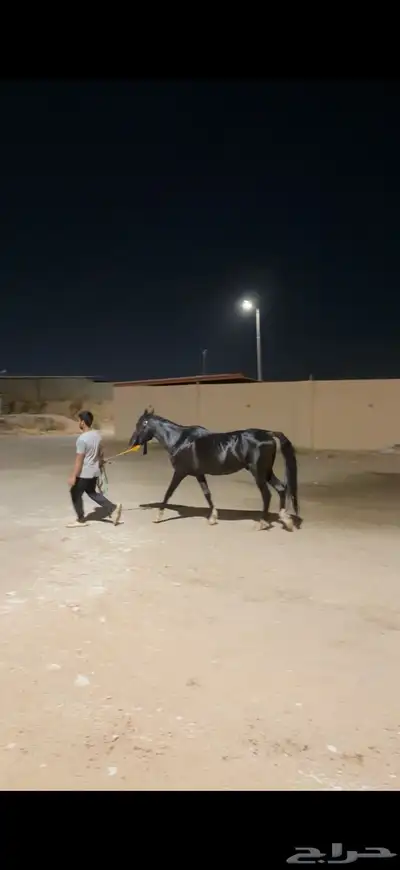 حصان شعبي ادهم 4