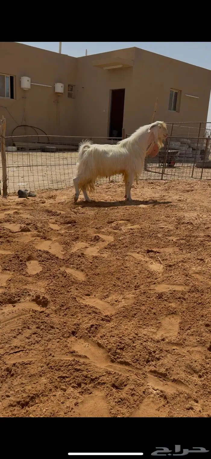 فحل مطور خصصصمم وجرم فاخر وبراص 0