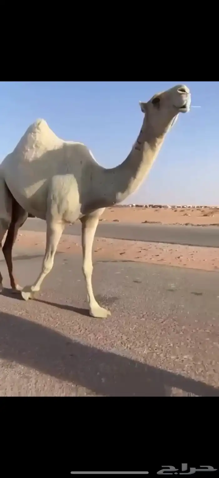 بكره ثنيه 0