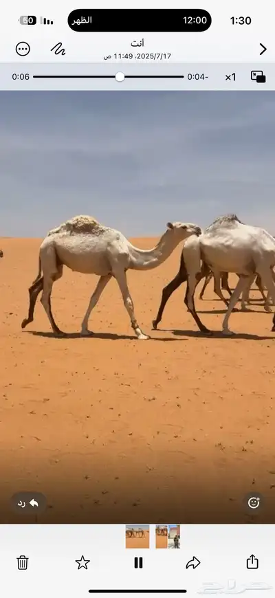 قعود للبيع 1