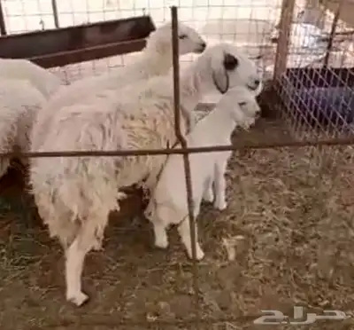 مقاني للبيع كل نعجة معها طلي 1 بالإضافة إلى طلي ذبيحة 1