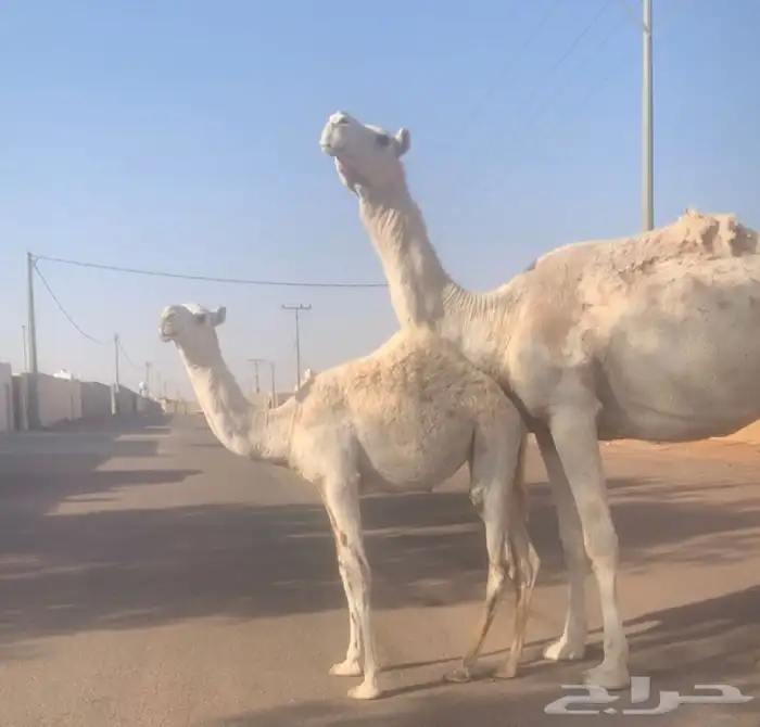عشراء ثنيه معها بكره تم البيع 2