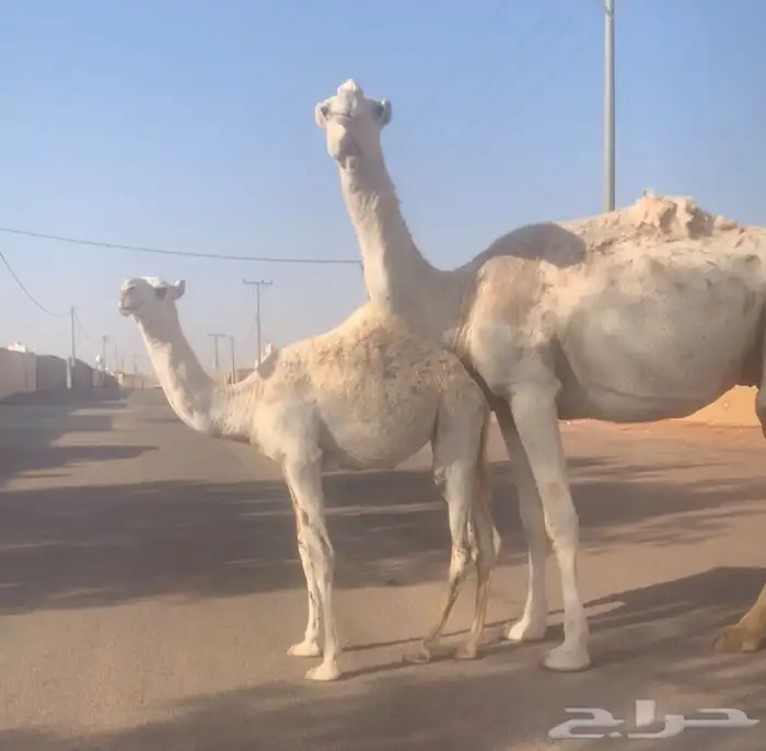 عشراء ثنيه معها بكره تم البيع 5
