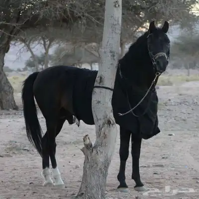 فرس دهماء 2