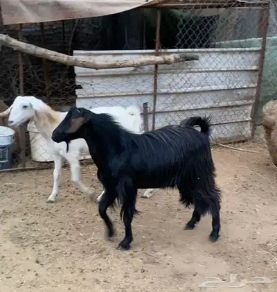 فحل ماعز اسود اجم 0