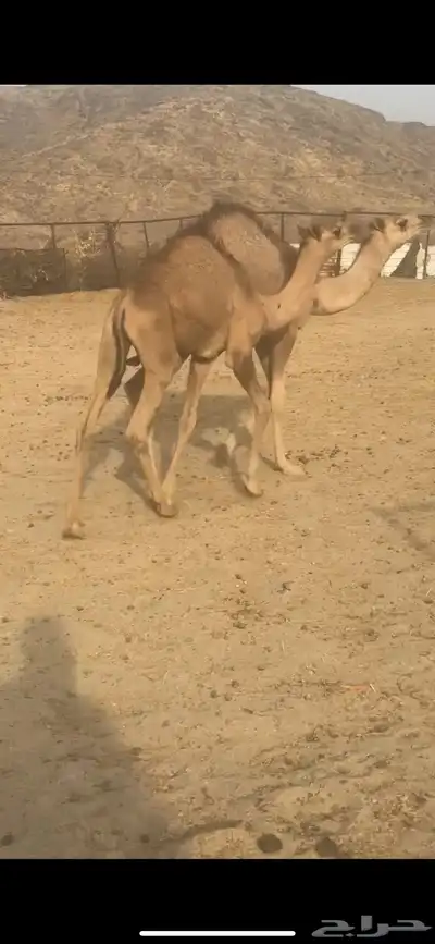 قعدان لبانيه على الحليب من مراحي 1