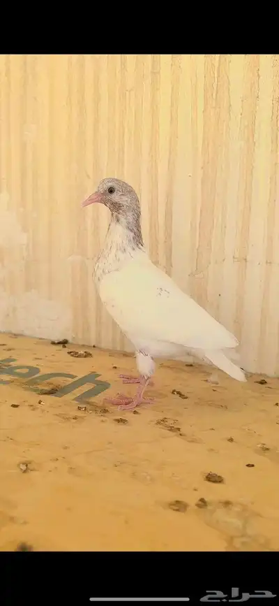 حمام بكستاني 2