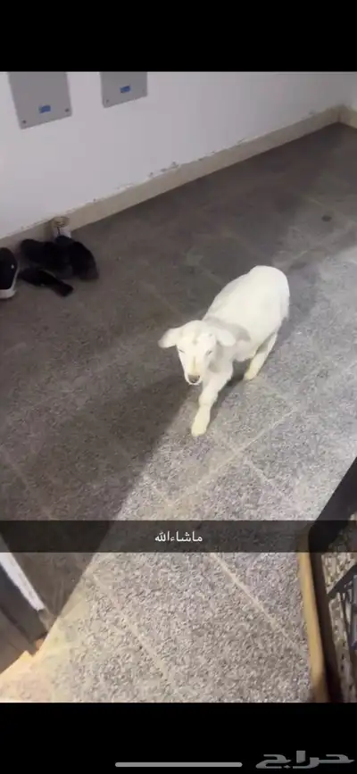 خروف عمره شهر وكم يوم اليف 2