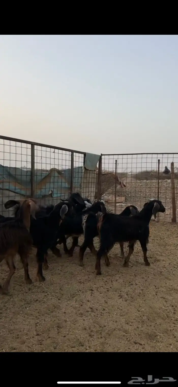 تيوس طيبة 2