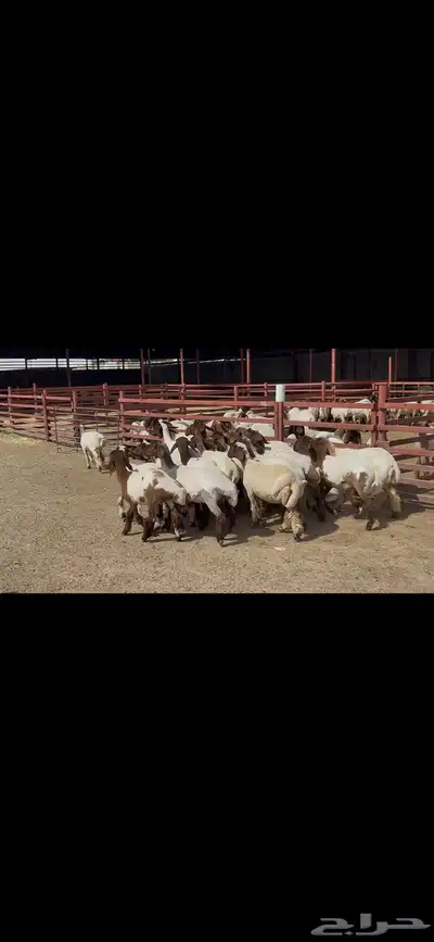 جذعات نعيم فاخره ط 4
