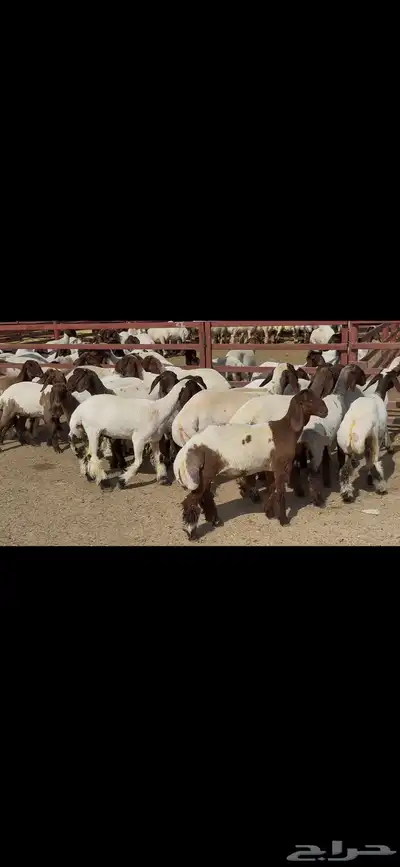 جذعات نعيم فاخره ط 5