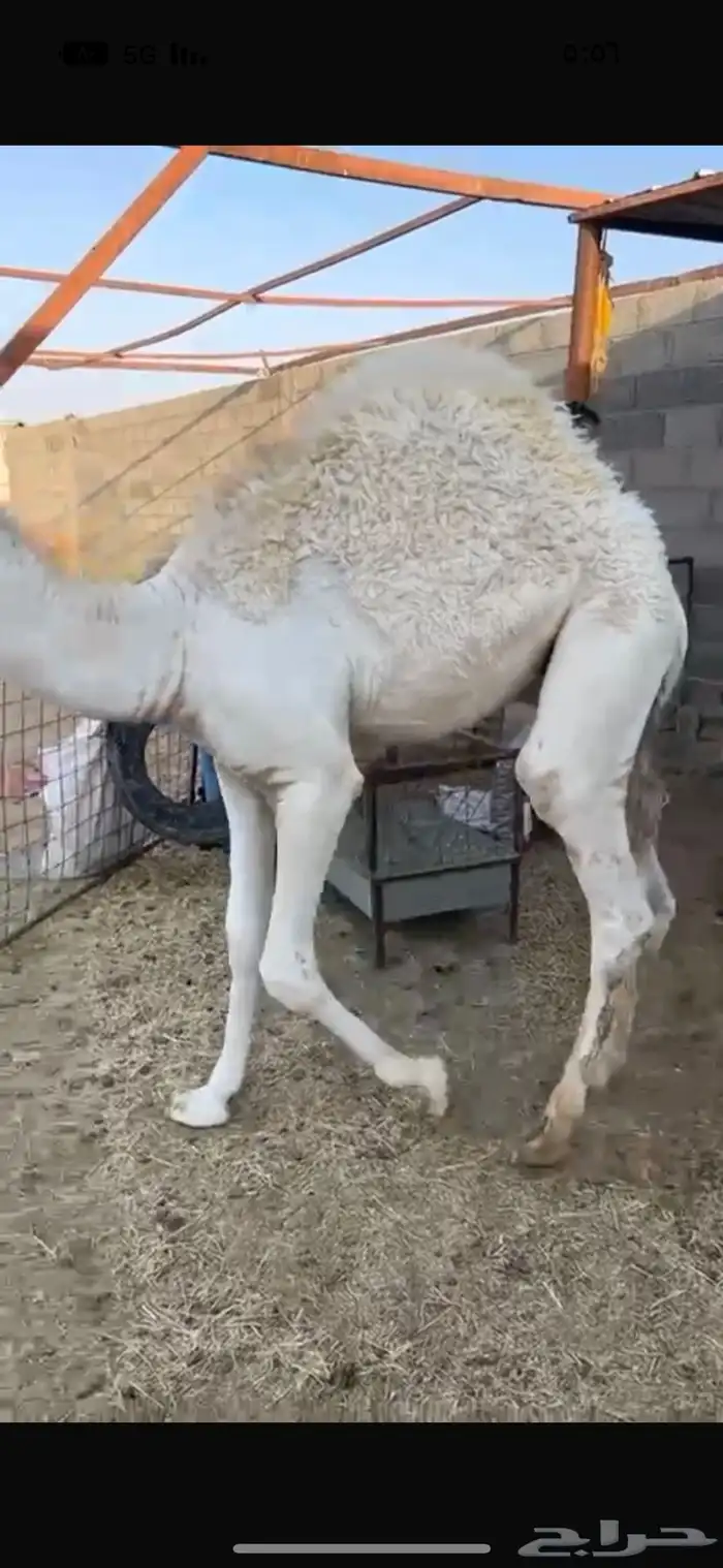 قعدان فواخر 1