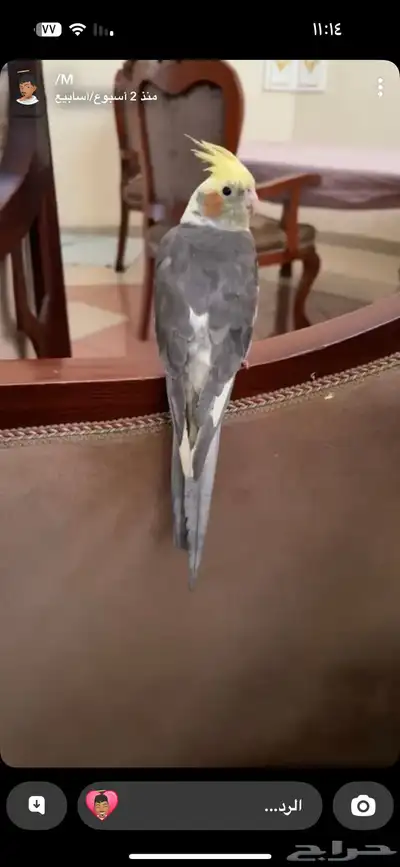 كروان ضايع 0