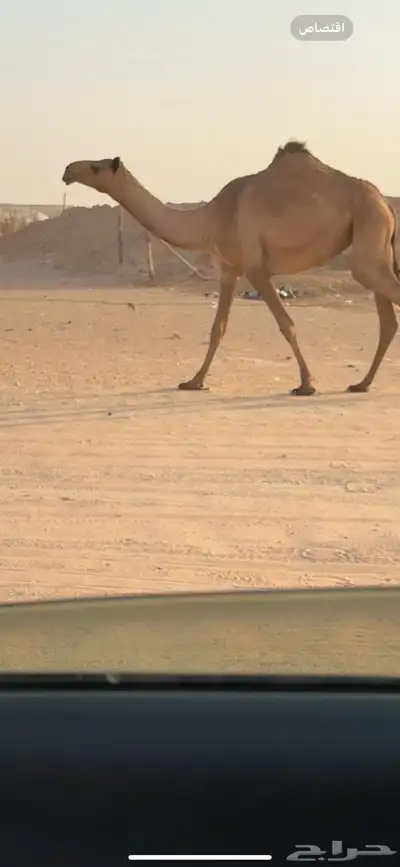 بكره للبيع 0