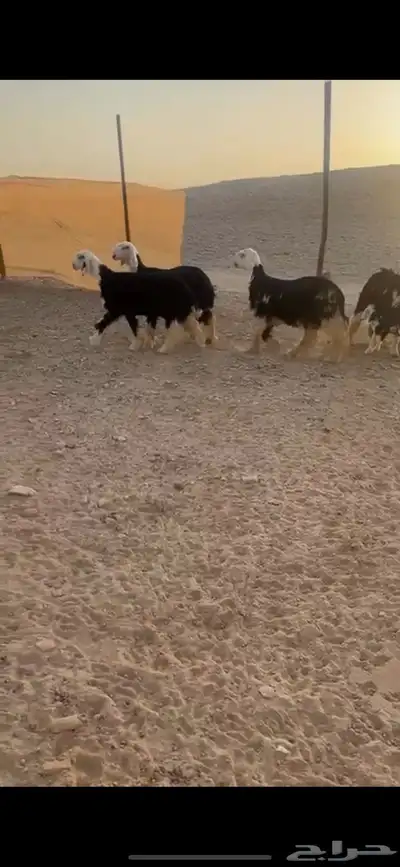 نجد صنف كفو((( تم البييع الله يبارك للجميع )) 2