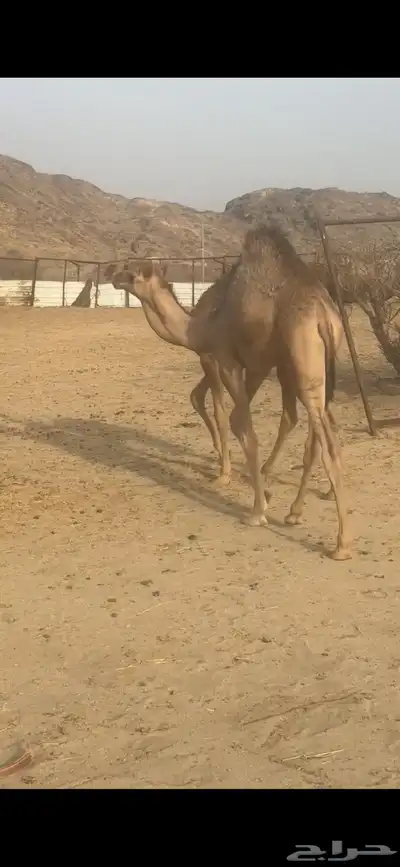 قعدان لبانيه على الحليب من مراحي 4