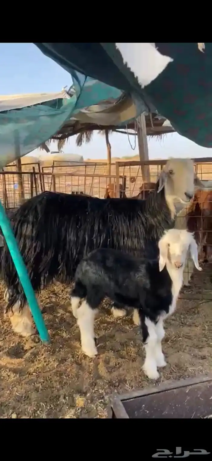 نجدية رباع والد 0