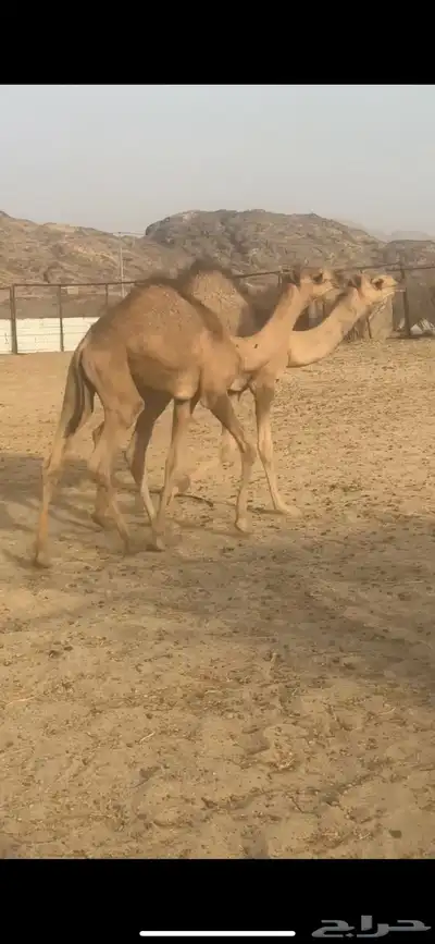 قعدان لبانيه على الحليب من مراحي 0