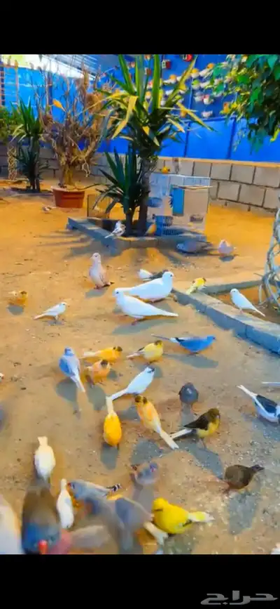 محمية طيور 19