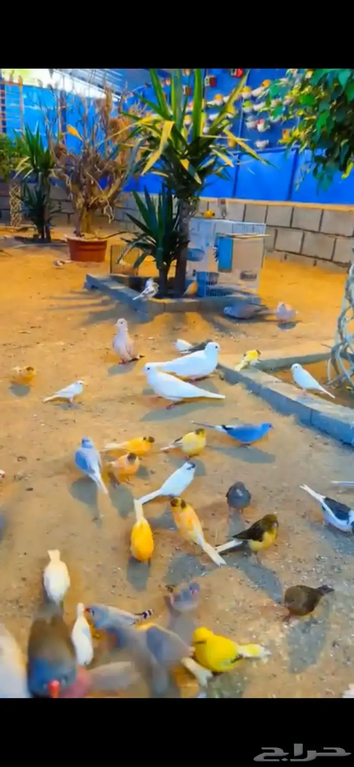 محمية طيور 19